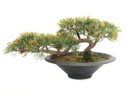 Zdjęcie produktu dla Cedr bonsai, 40cm - ROŚLINA SZTUCZNA -