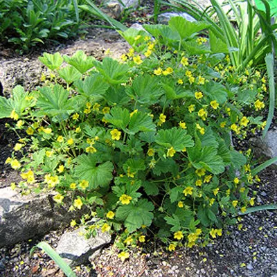 Obrázok produktu pre 6 kusov rastliny Waldsteinia geoides | Kvetináč 9 cm x 9 cm