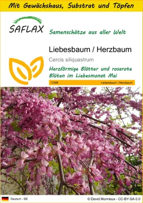 Produktbild von SAFLAX Anzucht Set - Liebesbaum / Herzbaum - Cercis siliquastrum - 60 Samen - Mit Mini-Gewächshaus, Anzuchtsubstrat und 2 Töpfen