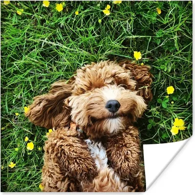 Produktbild von MuchoWow® Poster Welpe liegt im Gras 75x75 cm - Wand Dekoration