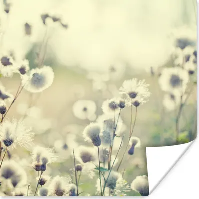 Produktbild von MuchoWow® Poster Blumen - Feld - Weiß 50x50 cm - Wohnzimmerdekoration