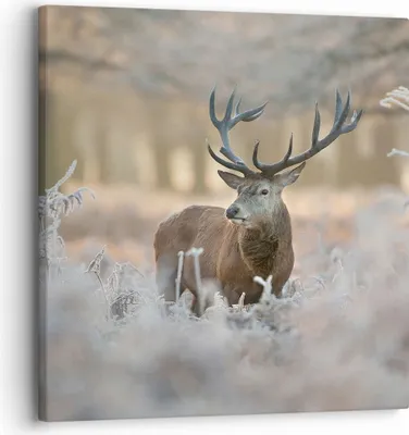 Produktbild von Bild auf Leinwand - Leinwandbild - Hirsch Wald Natur - 30x30cm - Wand Bild - Wanddeko - Wandbilder - Leinwanddruck - Bilder - Kunstdruck - Wanddekoration - Leinwand bilder - Wandkunst - AC30x30-3744