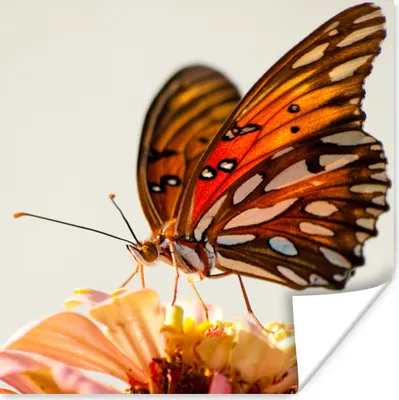 Produktbild von MuchoWow® Poster Schmetterling - Orange - Blume - Insekten 100x100 cm - Babyzimmer