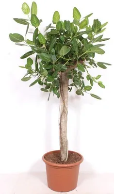 Produktbild von Ficus Benghalensis – 200cm – Große Zimmerpflanze für Wohnzimmer & Büro – Pflegeleichte tropische Grünpflanze – Luftreinigend – Ideal für moderne Wohnräume