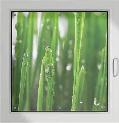 Produktbild von Wallario Lichtschutzbild, Dekorativer Sichtschutz Sonnenschutz 96 x 100 cm mit Motiv: Wassertropfen an Grashalmen - Verdunklung ohne Bohren