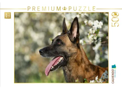 Produktbild von CALVENDO Puzzle Malinoishündin | 500 Teile Lege-Größe 48 × 36 cm Foto-Puzzle für Erwachsene