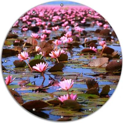 Produktbild von Wallario rundes Outdoor-Poster für Garten oder Balkon, Motiv Seerosenlandschaft mit rosa Blüten, 90 cm Durchmesser