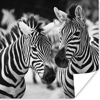 Produktbild von MuchoWow® Poster Zebra schwarz und weiß 75x75 cm - Wand Dekoration