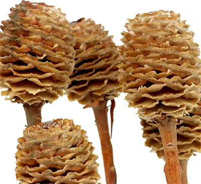 Produktbild von Sabulosum Trockenblumen Zweig 4-6 Köpfe, 25 Stück, Dekoration Gedenkfloristik