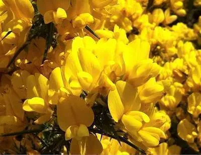 Zdjęcie produktu dla Genista hispanica - żarnowiec skrzydlaty 25- 30 cm pojemnik