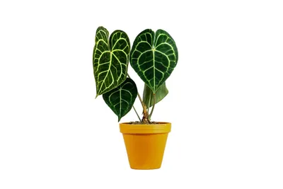 Obrázek produktu pro Gardners Anthurium clarinervium, průměr 12 cm