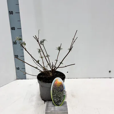 Zdjęcie produktu dla Buddleja davidii 'Black Knight' – budleja | 30–40 cm w doniczce