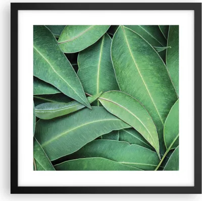 Produktbild von Gerahmtes Poster - Schwarzer Rahmen - Blätter Eukalyptus Natur - 40x40 cm - Wand Bild - Wanddeko - Wandbilder - Kunstposter - Wandposter - Bilderrahmen - Bilder - Kunstdruck - P2BAC40x40-4933