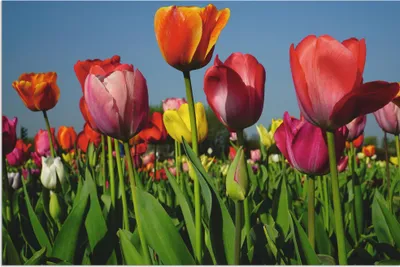 Produktbild von ARTland Wandbild Alu für Innen & Outdoor Buntes Tulpenfeld Größe: 90x60 cm