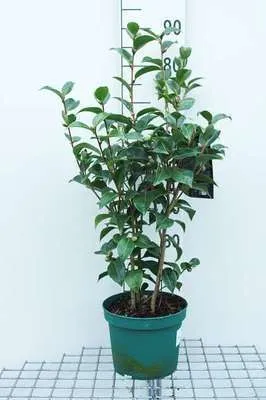 Zdjęcie produktu dla Camellia japonica rood-rouge - Kamelia japońska czerwona 60-80 cm pojemnik