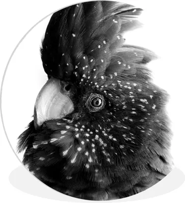 Produktbild von MuchoWow® Rundes Wandbild - Runde Bilder Nahaufnahme eines Kakadus vor einem rosa Hintergrund - schwarz und weiß Ø 30 cm Kreis Wanddekoration Kunststoff - Wandkreis - Wandschmuck - Schlafzimmer - Bilder - Der Kreis - Kunst für die Wohnung - Plastik - Kunstdruck - Wandbild