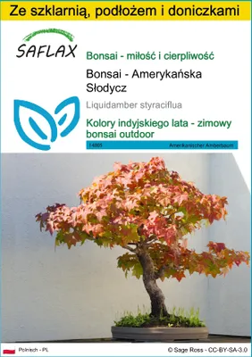 Zdjęcie produktu dla SAFLAX - Zestaw do uprawy - Bonsai - Amerykańska Słodycz - 100 Nasiona - Z mini szklarnią, podłożem uprawowym i 2 doniczkami - Liquidamber styraciflua