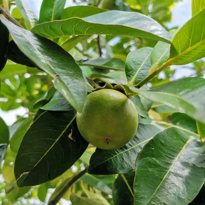 Obrázek produktu pro Černý sapot (Diospyros digyna)  – 3 semena