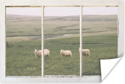 Produktbild von MuchoWow® Poster Durchschauen - Schafe - Gras 90x60 cm - Schlafzimmer