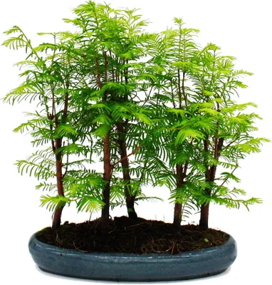Obrázok produktu pre Vonkajšia bonsaj Metasequoia glyptostroboides - ve?ký les s 5-7 rastlinami