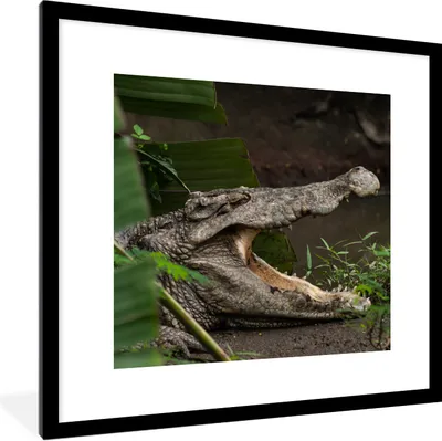 Produktbild von MuchoWow® Gerahmtes Poster Krokodil mit offenem Maul 40x40 cm - Poster mit Schwarzem Bilderrahmen Wandposter Rahmen Foto Bilder - Poster - Plakat im Rahmen