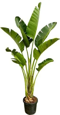 Zdjęcie produktu dla Drzewo Strelitzia – Strelitzia Augusta – roślina doniczkowa – 250 cm – Ø45 cm – biały rajski ptak o dużych liściach i egzotycznych kwiatach do salonu, ogrodu zimowego i biura