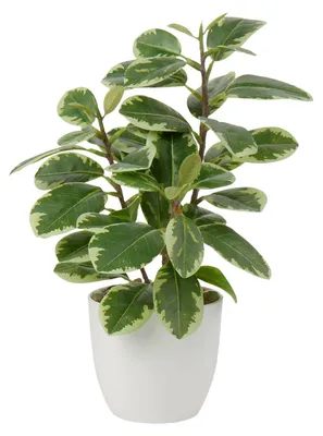 Productafbeelding van Kunstplanten (25 cm) in pot voor woondecoratie, kunstkamelia's, bloemarrangementen, decoratie voor thuis en kantoor, bonsai voor op het bureau, kunstplanten met potten, tafeldecoratie, decoratie voor thuis, balkon en kantoor