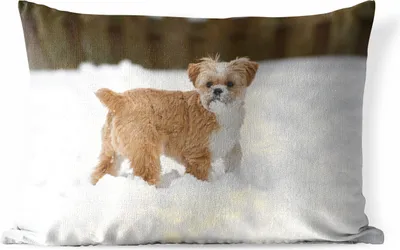 Produktbild von MuchoWow® Outdoor Kissen - Shih Tzu Hund spielt im Schnee - 60x40 cm - Wetterfest - Lounge Kissen - Zierkissen - Kissen für Innenräume