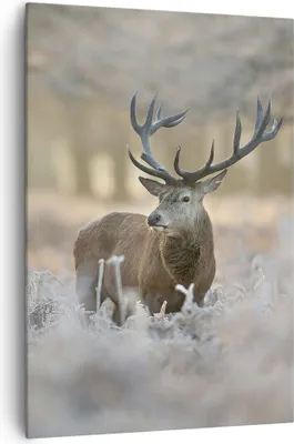 Produktbild von Bild auf Leinwand - Leinwandbild - Einteilig - Hirsch Wald Natur - 70x100cm - Wand Bild - Wanddeko - Wandbilder - Leinwanddruck - Wanddekoration - Leinwand bilder - Wandbild - PA70x100-3744