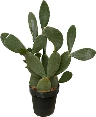Produktbild von Feigenkaktus Opuntia Ficus Indica Ø50cm ↕140cm Gelb Blühender Kaktus