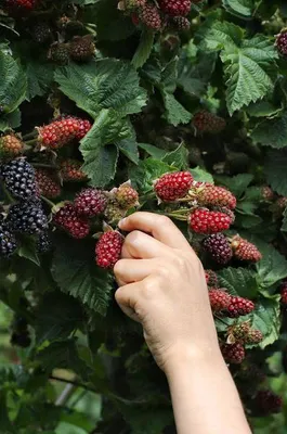 Obrázok produktu pre ostružina bez trnov Rubus fruticosus Ø13cm Ø45cm Mrazuvzdorná ovocná rastlina