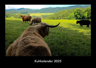 Produktbild von Kuhkalender 2025 Fotokalender DIN A3