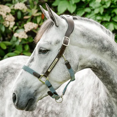 Obrázok produktu pre Anatomická kožená ohlávka Horseware Signature