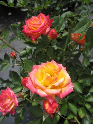 Produktbild von Rosa Mandarin ® - Zwergrose Mandarin ® - Kordes Rose - Lillyputs® - Rose