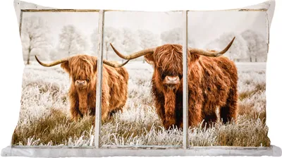 Produktbild von MuchoWow® Zierkissen Sofakissen Wohnzimmer Dekokissen 60x40 cm Scottish Hochlandrind - Ansicht - Kuh - Kopfkissen - Polster mit Foto