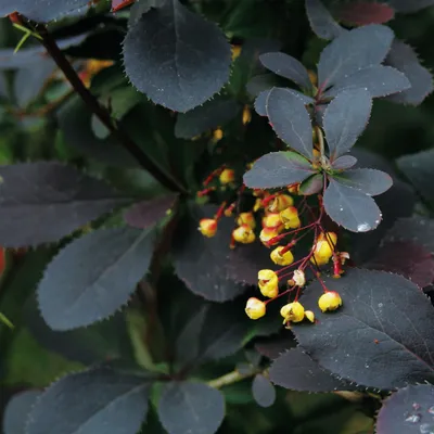 Produktbild von Berberis Atropurpurea 1L