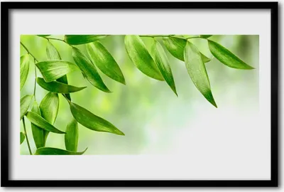 Produktbild von Bild 60x40 MDF-Rahmen Wandkunst Grün-Blätter-Natur