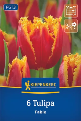Produktbild von Kiepenkerl Gefranste Tulpe Fabio Tulipa hybrids 6 Zwiebeln