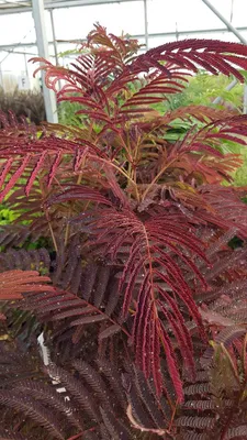 Image de Albizia julibrissin 'Summer Chocolate'® / Arbre à soie poupre