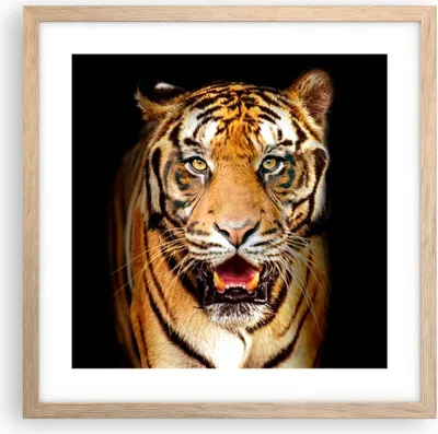 Produktbild von Gerahmtes Poster - Rahmen in heller Eiche - tiger tier - 40x40 cm - Wand Bild - Wanddeko - Wandbilder - Kunstposter - Wandposter - Bilderrahmen - Bilder - Kunstdruck - Wandbild - P2NAC40x40-4103