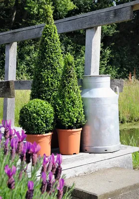 A garden scene with potted plants and a vintage milk can on a wooden structure.