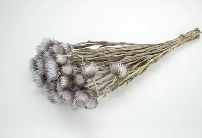Produktbild von Cape Flower, getrocknet, im Bund, Länge ca. 30-40cm, Farbe frei wählbar | Trockenblumen , Farbe:Grau
