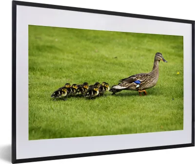 Produktbild von MuchoWow® MuchoWow® Gerahmtes Poster Ente mit Jungen im Gras 60x40 cm - Poster mit zchwarzem Bilderrahmen - Schlafzimmer - Plakat in Rahmen - Drucken