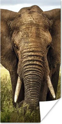 Produktbild von MuchoWow® Poster Afrikanischer Elefant Vorderansicht 20x40 cm - Plakat - Foto