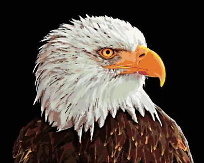Produktbild von Diamondi - Diamond painting - WEIßKOPFSEEADLER, 40X50 cm, ohne Keilrahmen