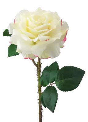 Produktbild von Kunstblume, Seidenblume, ROSE. Ca 60cm. Rosen 1 Stück. CREME