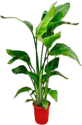 Obrázek produktu pro Strelitzia Nicolai – rajský květ, pokojová rostlina, 70–90 cm, průměr 17 cm, nenáročná na péči