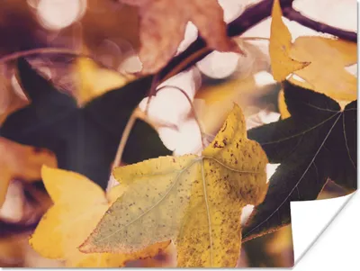 Produktbild von MuchoWow® Poster Blätter - Ahorn - Herbst - Jahreszeiten 120x90 cm - Wandbild