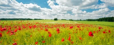 Produktbild von Wallario Poster - Grüne Wiese mit Mohnblumen, Kunstdruck Größe: 50 x 125 cm