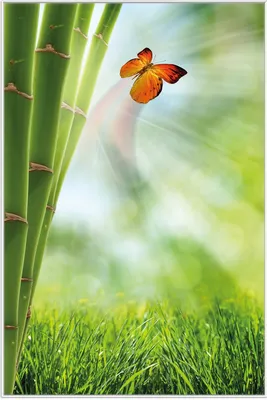 Produktbild von Wallario Wandbild Schmetterling im Grünen mit Bambus, Größe: 61 x 91,50 cm, Poster mit weißem Aluminiumrahmen